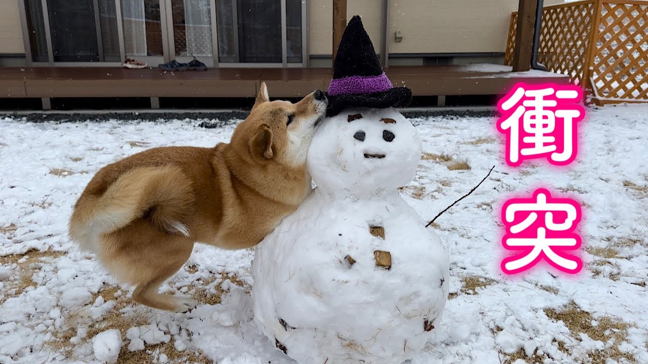A Shiba Inu steals a snowman's arm and runs away, nearly suffering
