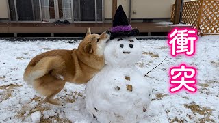 雪だるまの腕を奪って逃走し危うく天罰がくだりそうになる柴犬