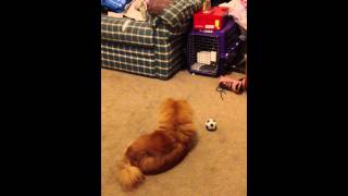 Pomeranian Playing With Snack