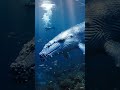 blue whale 🐋 largest animal in the world 🌍 #facts #aivideo #ai #animal #whale