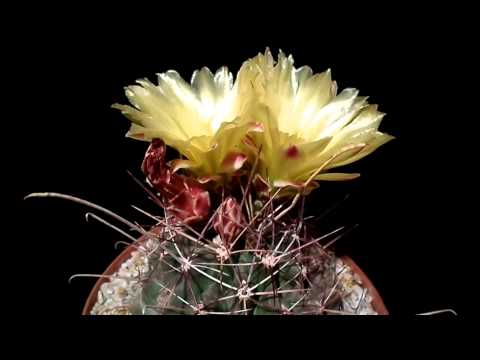 Botanic - Ferocactus hamatacanthus