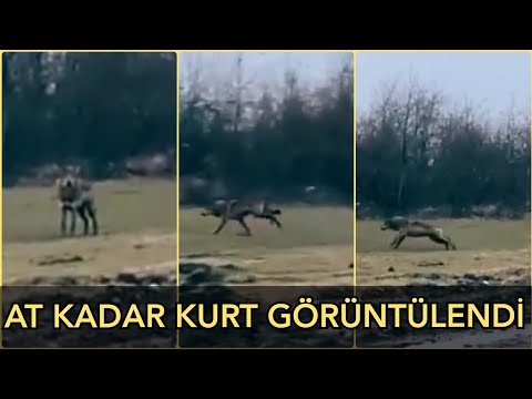 Video: Kim daha güçlü - kurt mu yoksa vaşak mı? Vaşaklar ve kurtlar hakkında ilginç gerçekler