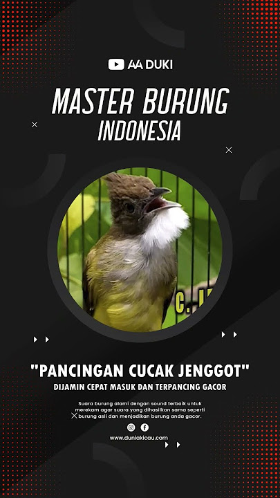 MASTERAN CUCAK JENGGOT TERBARU!! FULL BREN!! #aaduki #konslet