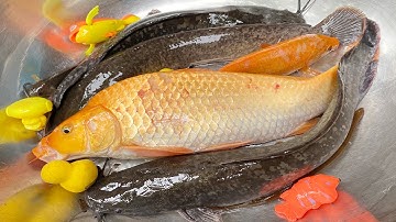 Kem Chanel thả các con vật vào bể bơi: cá chép vàng to, cá trê, con ếch, con vịt, cua, ốc mượn hồn.