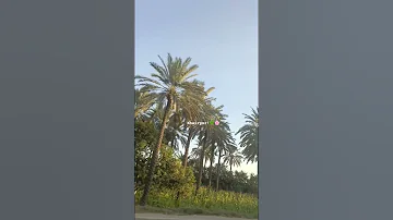 Khairpur The City Of Dates Khajoor Sindh Shortvideo Nature 