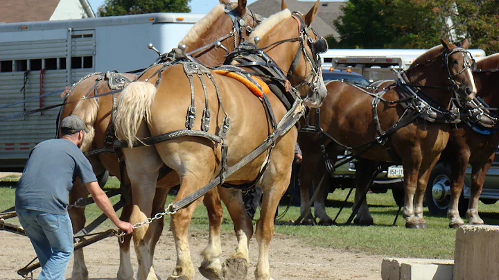 Shelburne Fall Fair Horse Pulling Competition of 2...