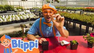 Learn Colors with Blippi - Plants Grow! | Blippi - Kids Playground | Educational Videos for Kids