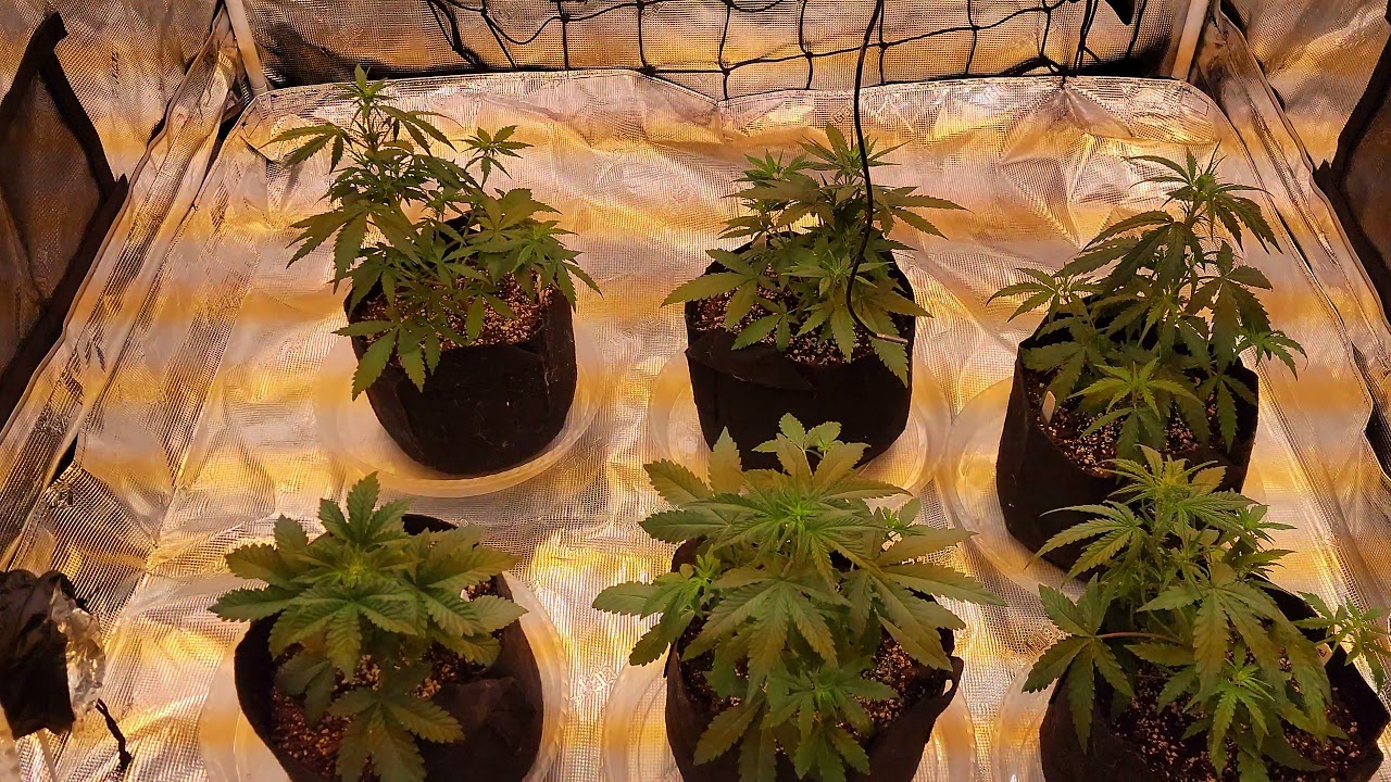 1 Gal AutoFlower run under Raging Kush 2.0