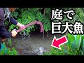 雨で増水した庭の水路に巨大魚が現れた！