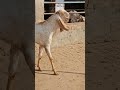 ماشااللہ بہت پیارا شوق ❤️#animals #yputube #viralvideo #typebeat #beautiful #youtubeshorts #animals