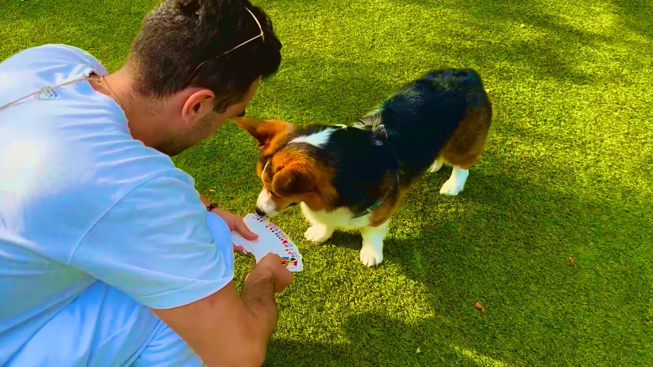Dog Park Magic! 🪄
