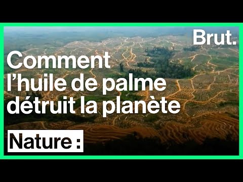 Vidéo: D'où vient l'huile de palme durable ?