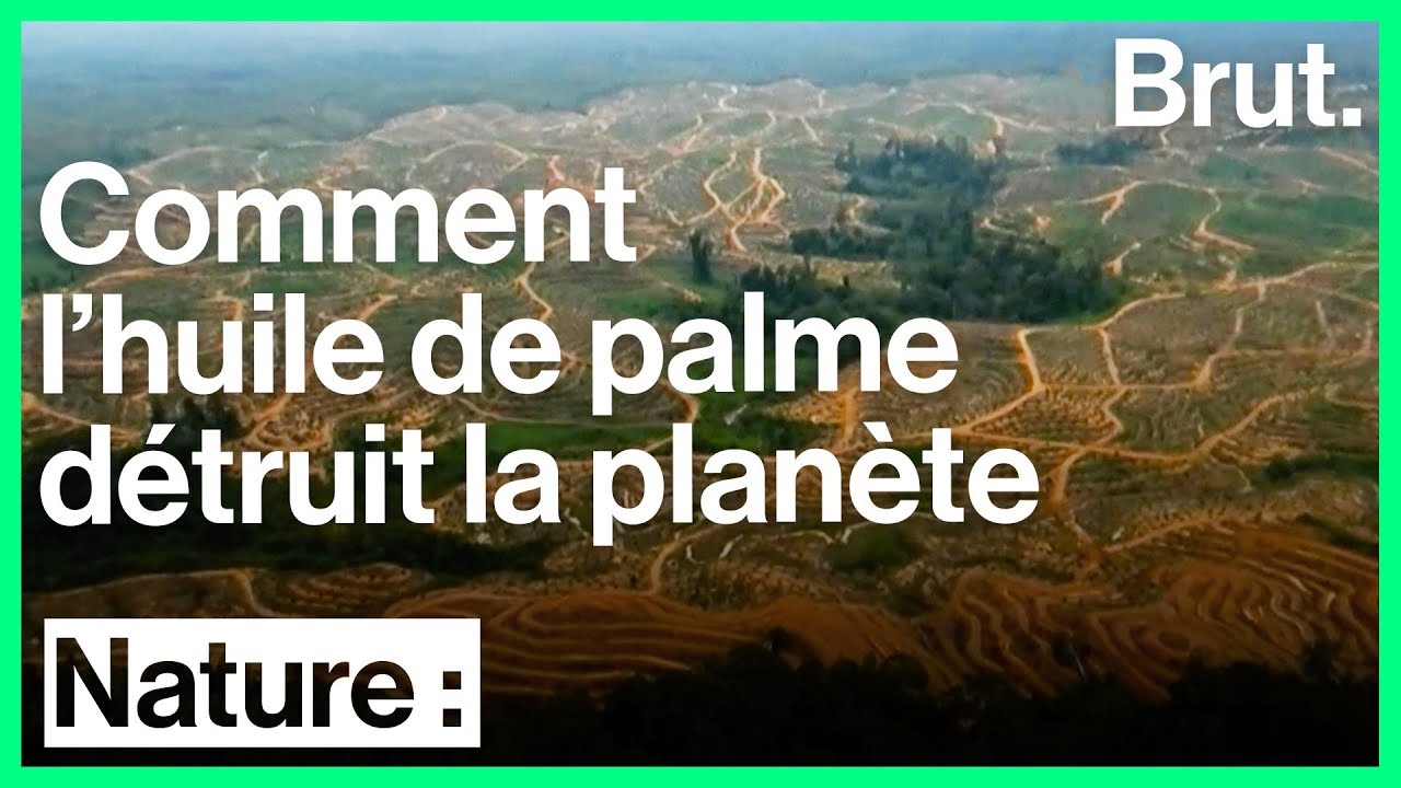 La culture de l'huile de palme menace la planète - YouTube