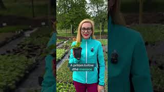 Skoro nikto ju nesadí, pritom kvitne celé mesiace. 🌿 Kuklík , jedna z najviac podceňovaných trvaliek