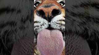 Why Do Tigers have Spiky Tounge 👅 #shorts #shortsvideo