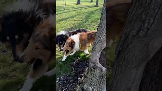 the collie council has lost control again 💨🐶 #dog #dogs #pets #collie #collei