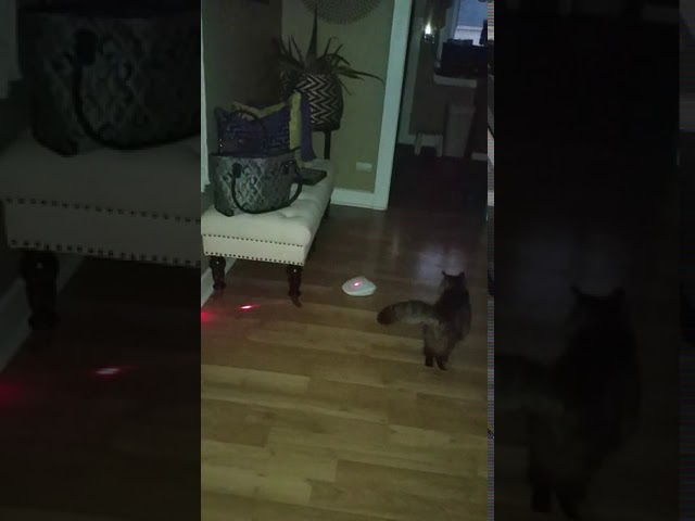 petsafe laser tail