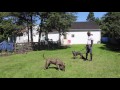 Dog Aggressive Pitbull Video Testimonial | Majors Academy Dog Training and Rehabilitation Dog Aggressive Pitbull Video Testimonial | Majors Academy Dog Training and Rehabilitation
