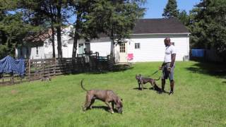 Dog Aggressive Pitbull Video Testimonial | Majors Academy Dog Training and Rehabilitation Dog Aggressive Pitbull Video Testimonial | Majors Academy Dog Training and Rehabilitation