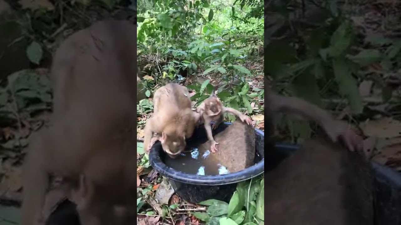 Poor baby monkey Amanda eating water