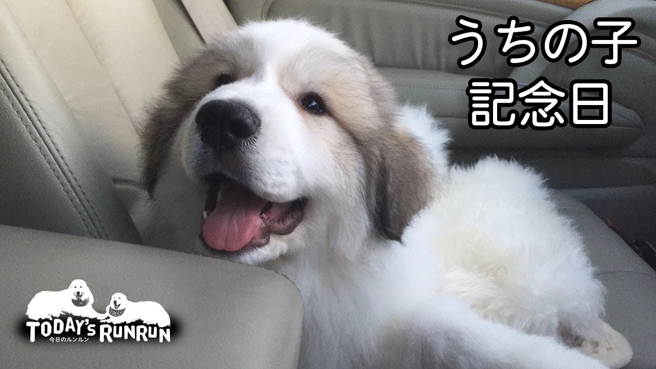 Our Dog's Anniversary] It's been 7 years since Alan joined our