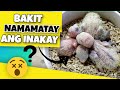 6 REASONS BAKIT NAMAMATAY ANG INAKAY NG ATING ALAGANG IBON? WHY DO BABY LOVEBIRDS DIE?