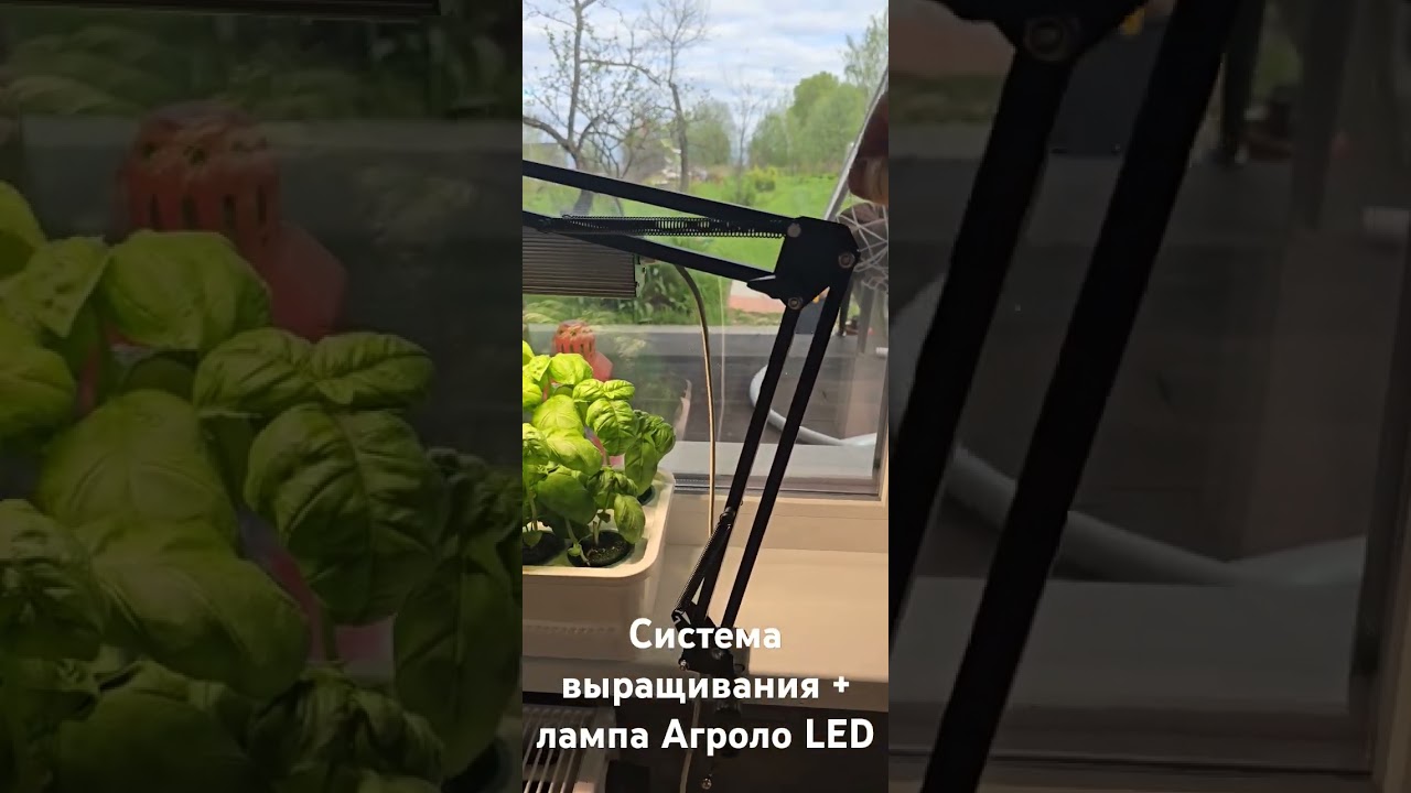 Система выращивания Агроло + лампа Агроло LED = идеальное сочетание 