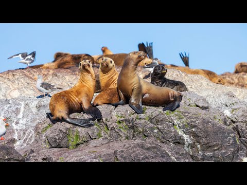 Video: Sea lion Paano sila naiiba sa ibang mga seal?