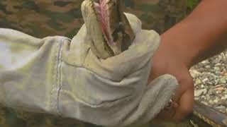 اژدھے کے ساتھ سلیفی جان لے جاتی