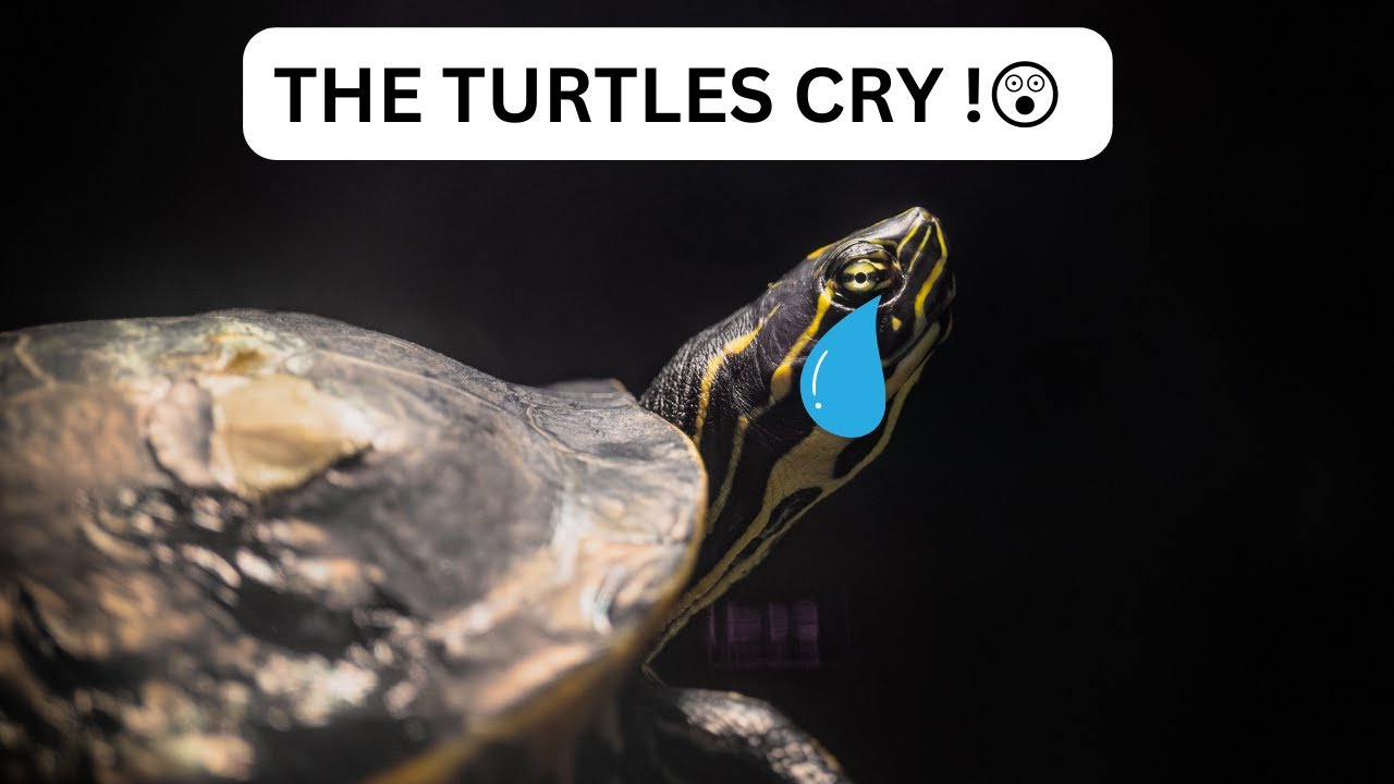 THE TURTLES CRY!🐢😭#facts #seaturtles - YouTube