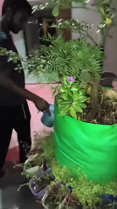 #garden #fertilizer#beautiful #video