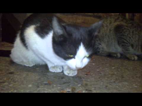 cats in the visiting-კატები სადარბაზოში