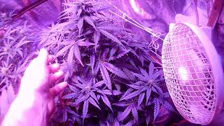 Update on MedicaI Grow and seed run