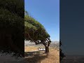 Yıllarca Rüzgara Direndi… ve Böyle Bir Şekle Dönüştü!