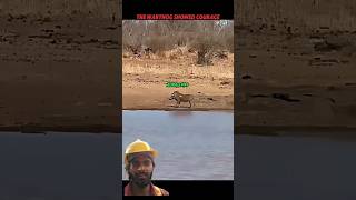 Fearless Warthog Walks Through 😱😳Hyenas Like a Boss #trending #animals #wildlife #hyena #warthog