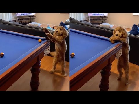 Pooch Helps Out Owner By Knocking Pool Ball Into Pocket