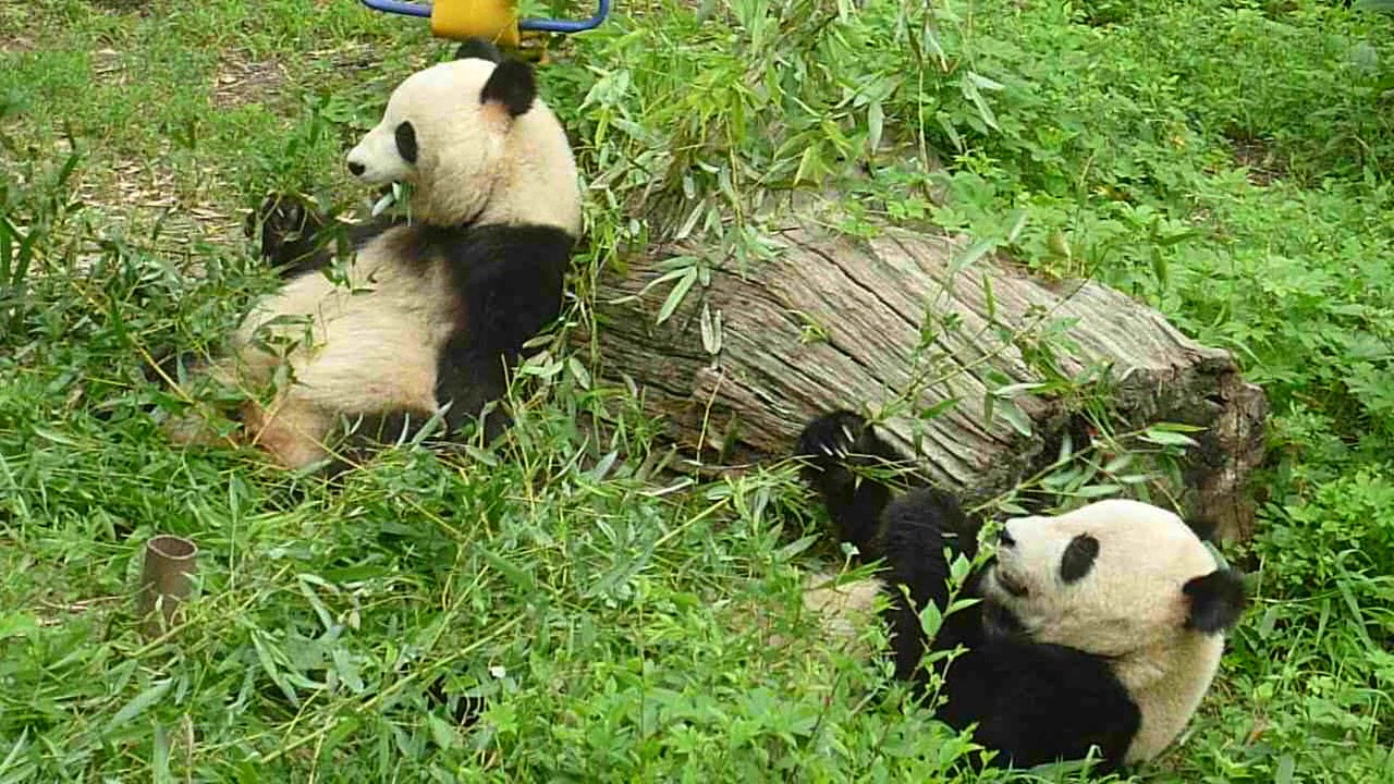 笹を食む大熊猫 ジャイアントパンダ 北京動物園にて Youtube