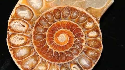 Scanning Electron Microscope Micro XRF Addition X-Beam.wmv