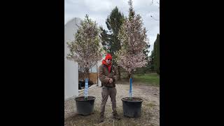 First Blush Flowering Cherry