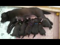 Щенки шоколадного лабрадора Chocolate labrador puppies