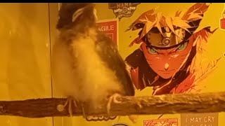 DJ SLOWBASS TERBARU 2026 || DJ AISHITERU 2 - SIKSA MENANGGUNG RINDU || DJ JANGAN TUNGGU LAMA LAMA