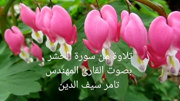 تلاوة من سورة الحشر بصوت القارئ المهندس تامر سيف الدين