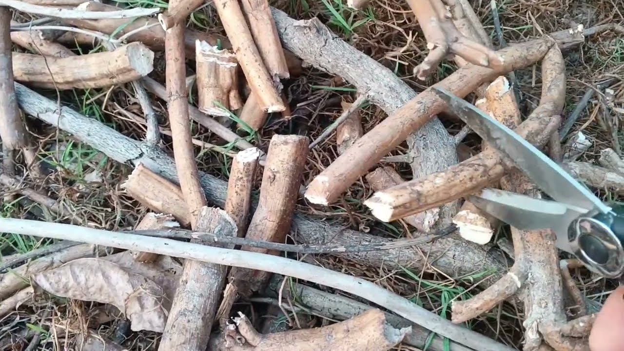 ASMR sound Cutting, Tree root foam 