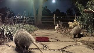 Tidbit And Big Male 02 03 2026 2121H