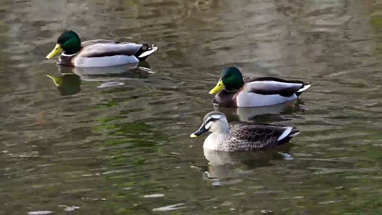 2025年12月13日加茂町！今日のカルガモ・マガモ・コガモ達！沢山いるよ編