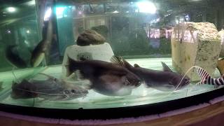 9 Gulper Swallowed 9 Four-Line Pim Catfish, Tank 65, 240 Gal, Dec 2, 2017