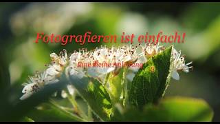 Fototipps Kleine Anleitung - Fotografieren für Anfänger