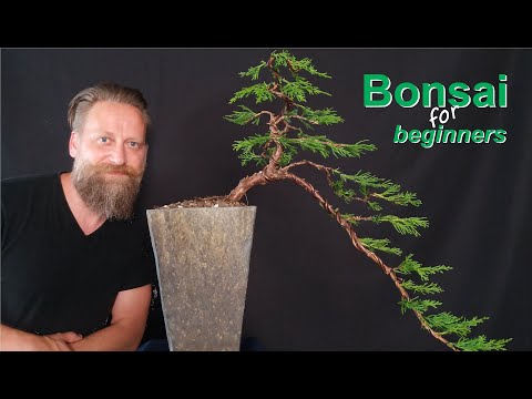 Video: Cascading Bonsais: Tipps zum Formen einer Kaskaden-Bonsai-Form