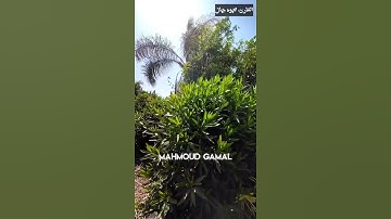 اجمل تلاوه😣❣️ رائعه للقارئ. محمود جمال