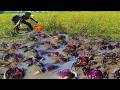 Wow Fishing Traditional ! Amazing Trap Catching Many Craps In Big Lake.